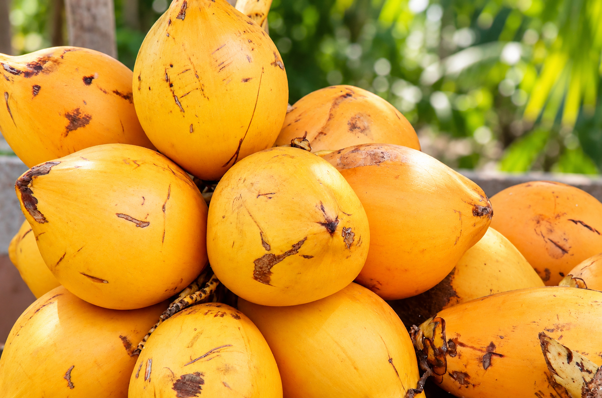 Königs-Kokosnüsse auf einem Markt in Ambalangoda auf Sri Lanka.